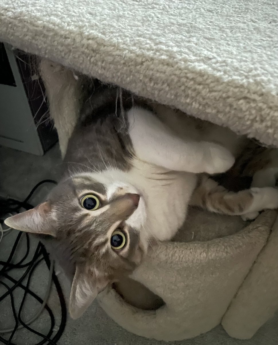 AngelCandyMom's tweet image. Occurs to me that I haven’t posted any pictures of my adorable fur kids lately so here they are.