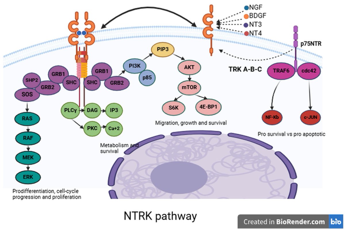 #RecentlyPublished 
from Cristian Ortiz-Villalón et al. <a href="/karolinskainst/">Karolinska Institutet</a>

NTRK Gene Expression in Non-Small-Cell #Lung Cancer
Read now ➡️mdpi.com/3203086 #mdpijor via <a href="/MDPIOpenAccess/">MDPI</a>