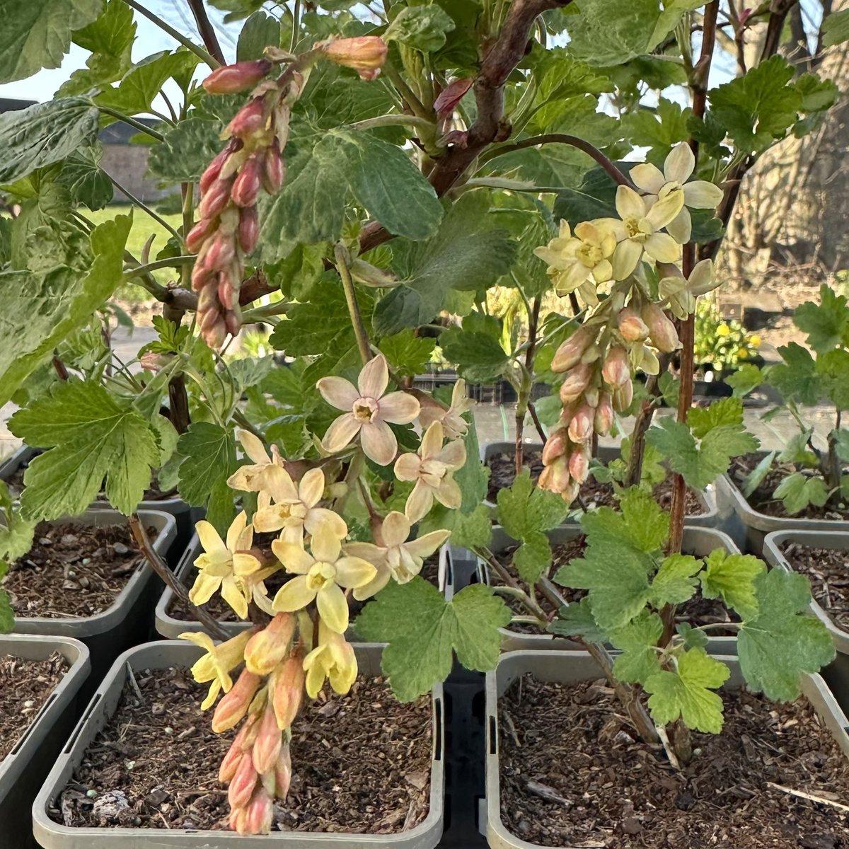 IrisesSeagate's tweet image. Ribes valdivianum flowering well now in the sales area, don’t forget we are open daily 10-4 until 21st June. All our plants are grown by us here on the nursery in Lincolnshire. #ribesvaldivianum #ribes #peatfree #aprilflowers #britishgrown #homegrown #lincolnshire #gardenplants