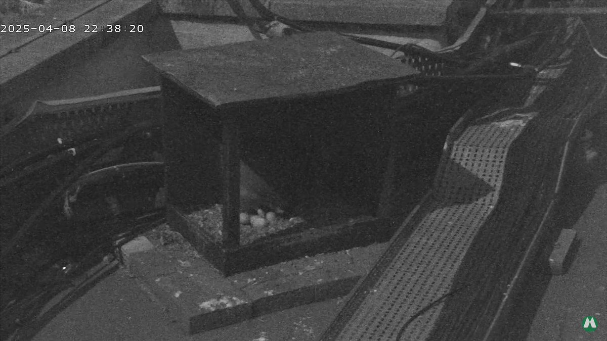 Morden Peregrines. 1/2. A 4th egg was laid last night, probably at about 22.30 and all 4 were visible briefly at 22.38 (last 2 images). So far the male has shown little interest, just 5 minutes in the box at about 12.00 yesterday, and 2 visits of 5 minutes this morning, when he