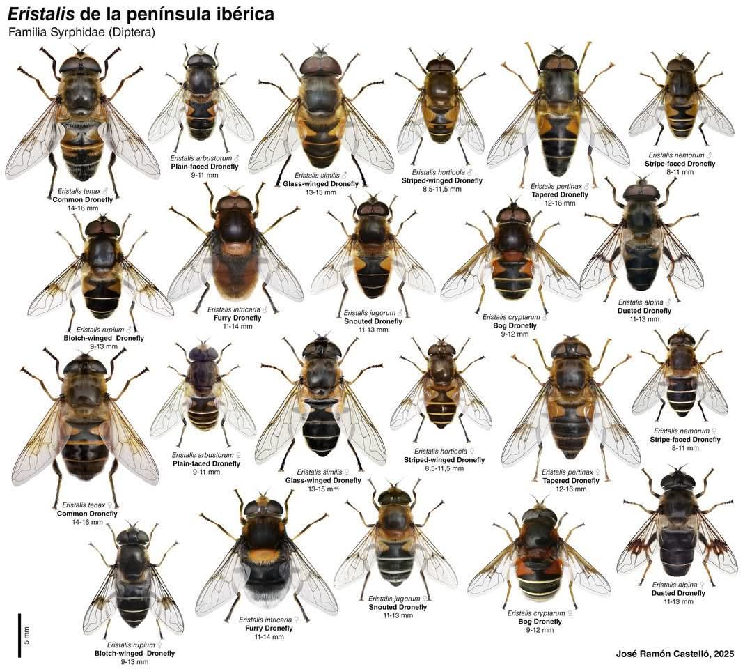 Les mosques de les flors (Syrphidae) són insectes molt beneficiosos: els adults pol·linitzen i les larves contribueixen al reciclatge de la matèria orgànica o al control de plagues agrícoles. 

Us deixo una làmina genial amb les espècies d'Eristalis de la península ibèrica 😉👇