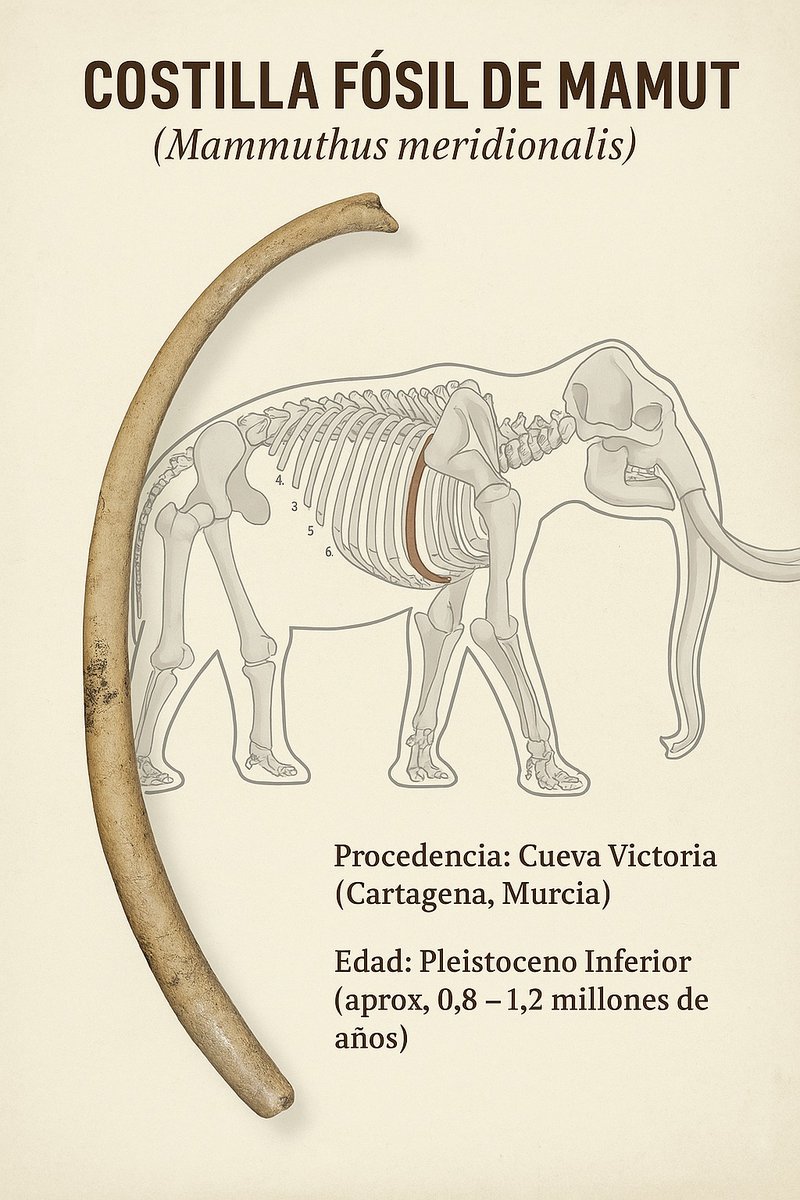 YacimientoV's tweet image. ALCALDÍA recibe la donación del hallazgo fósil de una costilla  de MAMUT 🦣 en Cueva Victoria 🐾.

Será este miércoles, a las 12:00 horas, en el Museo Arqueológico Municipal de Cartagena 🇩🇰.