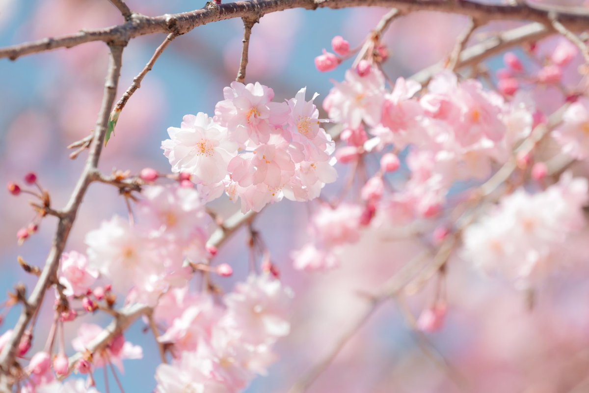 tenshinmen's tweet photo. Spring has come‼️ https://t.co/CW2KIpWxej