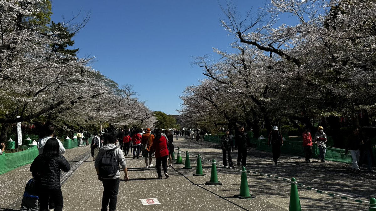Cherry blossom, they go ape shit for it here. Can’t shift for it on gleadless town end

#Tokyo