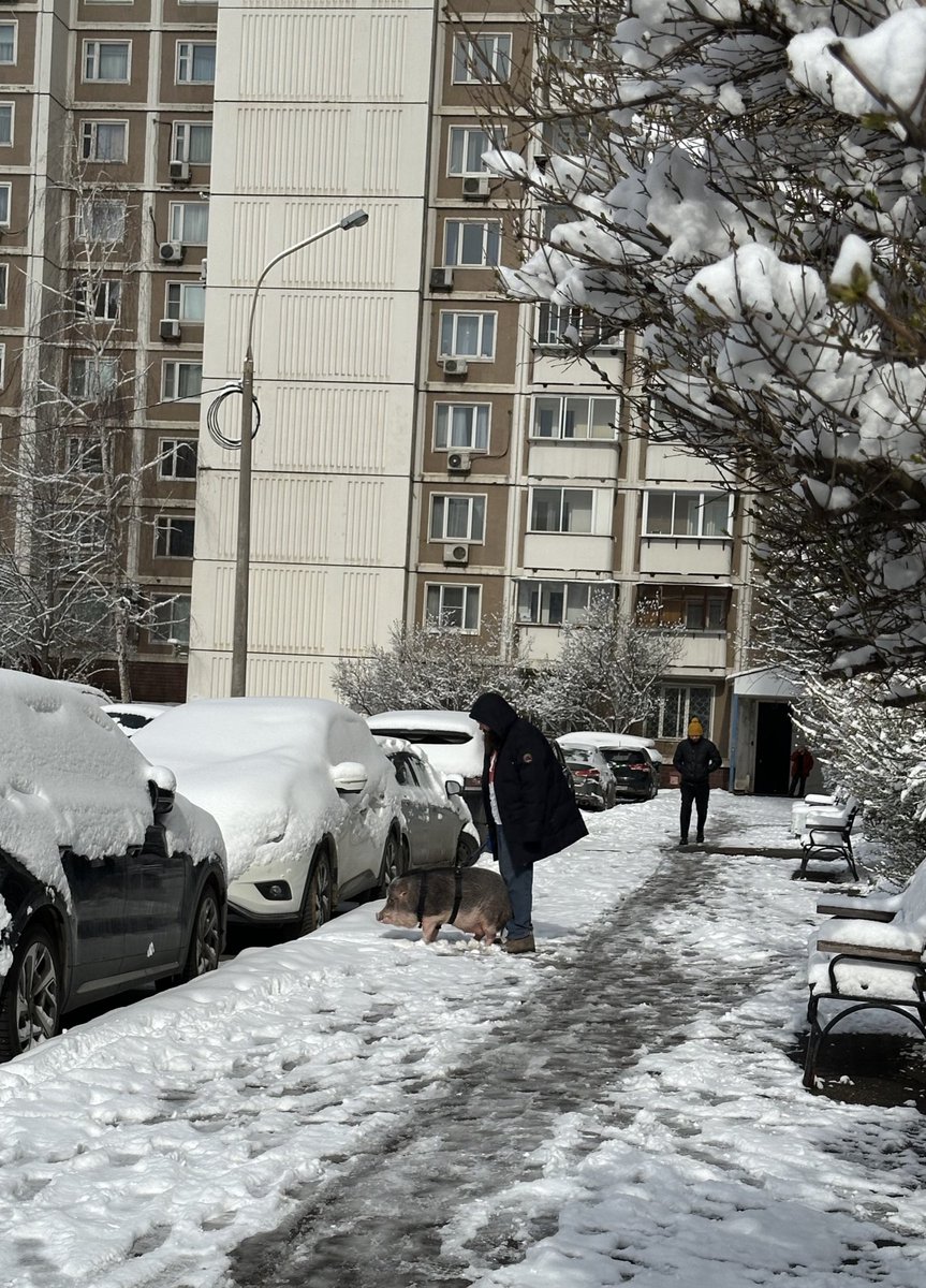 Ничего необычного:

Москва, 9 апреля, лежат сугробы, чел из соседнего дома выгуливает кабана.

НИЧЕГО НЕОБЫЧНОГО ПОВТОРЯЮ