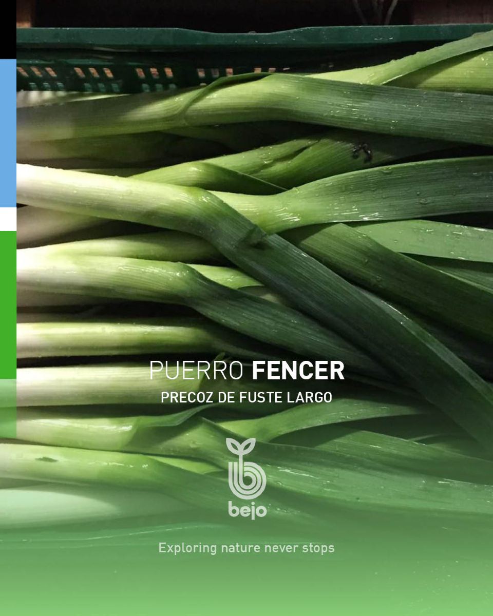 BejoEspana's tweet photo. 🔵 FENCER es nuestra variedad de puerro precoz de fuste largo! 

👉🏽 Esta variedad destaca por su color verde medio. 
👉🏽 También tiene una gran producción por superficie. 
👉🏽 Y un buen comportamiento frente a enfermedades y trips. https://t.co/lzMye7OdnU