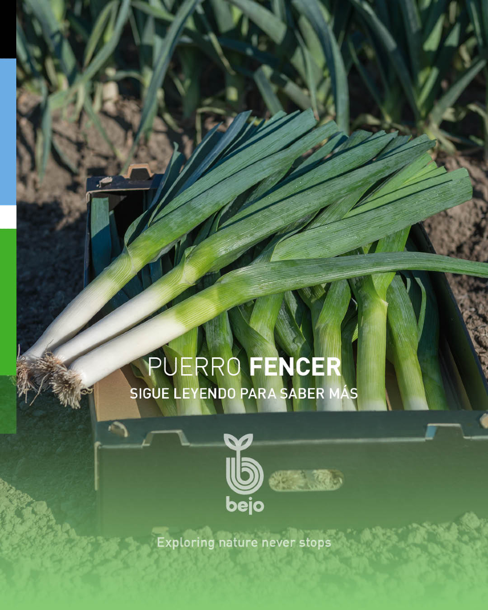 BejoEspana's tweet photo. 🔵 FENCER es nuestra variedad de puerro precoz de fuste largo! 

👉🏽 Esta variedad destaca por su color verde medio. 
👉🏽 También tiene una gran producción por superficie. 
👉🏽 Y un buen comportamiento frente a enfermedades y trips. https://t.co/lzMye7OdnU