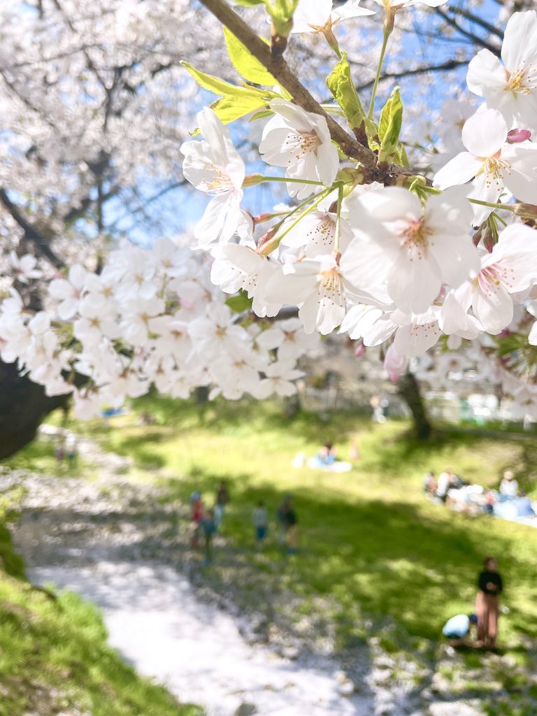 あるか tweet media