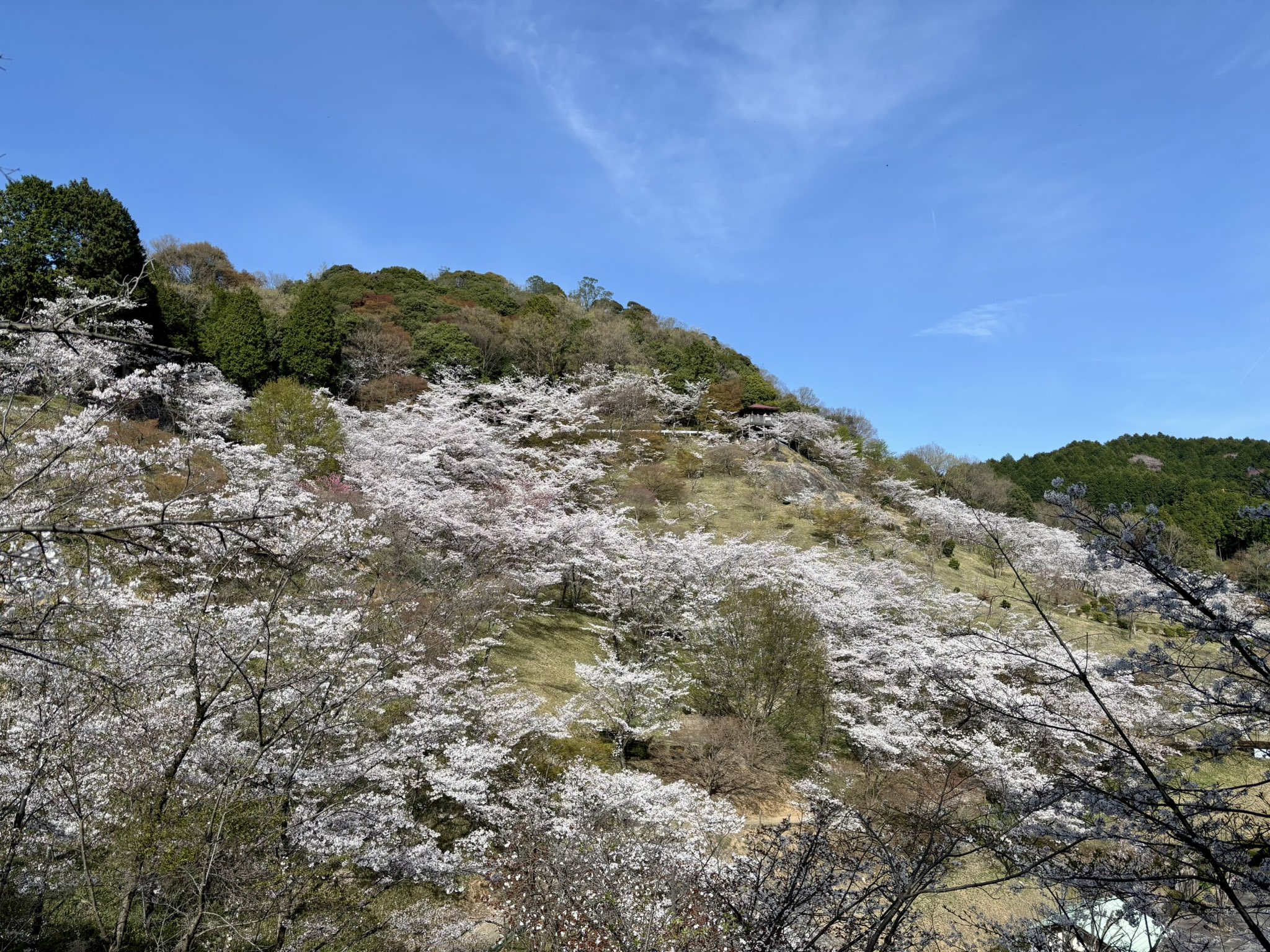 美濃金山城おまもりたい【国史跡美濃金山城跡 美濃金山城おまもりたい【国史跡美濃金山城跡