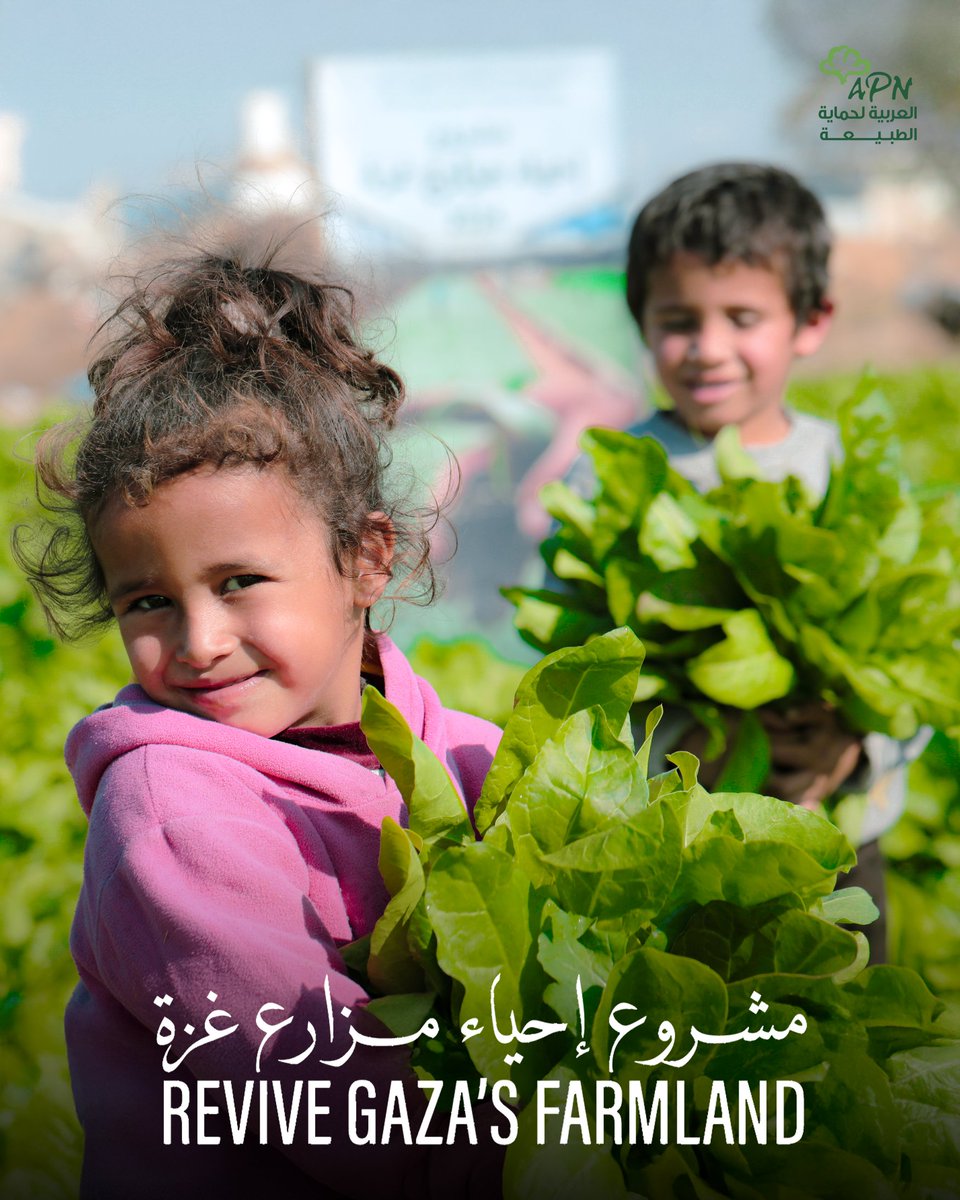 APNorg's tweet photo. EN↓
لليوم 40 على التوالي من استمرار القصف والنزوح والحصار التام، لا خبز، لا غذاء، ولا معابر مفتوحة بهدف خنق غزة، هنا تتجلى أهمية استمرار ما بدأناه منذ عام في مشروع إحياء مزارع غزة، لأن شعبًا يزرع لا يجوع، ولأن الاعتماد على المساعدات لا يصنع حرية. https://t.co/2YAQoEQ4mq