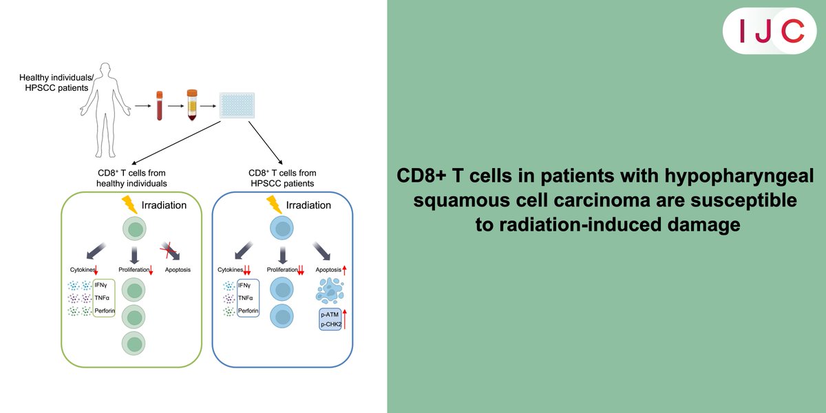 NOW ONLINE!

New research shows that radiation harms CD8+ T cells more in patients with #HeadAndNeckCancer than in healthy people —pointing to the ATM-Chk2 pathway as a potential way to protect these immune cells.

🔒 FULL ACCESS

➡️ doi.org/10.1002/ijc.35…