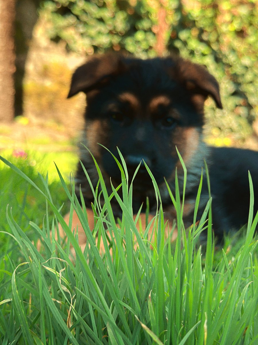 MAXIMELON tweet media