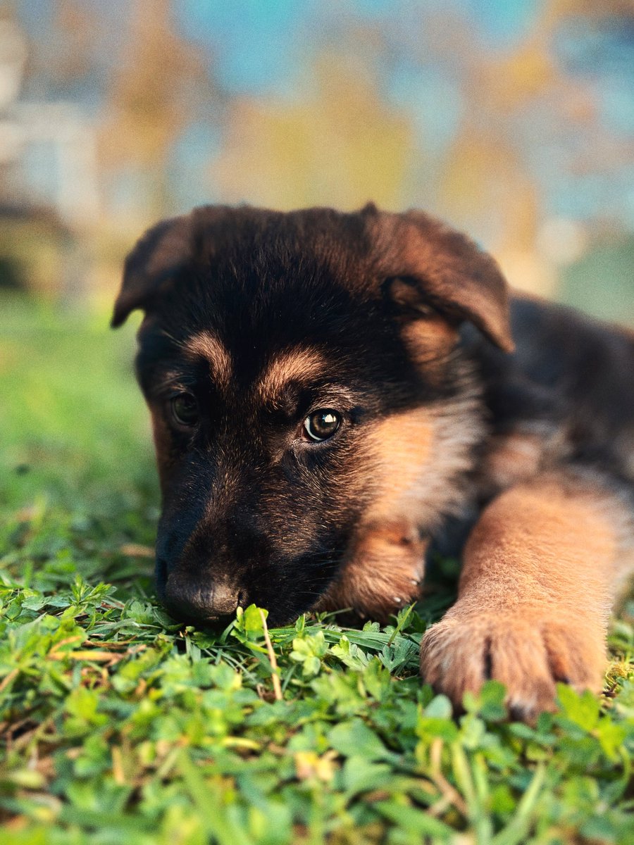 MAXIMELON tweet media