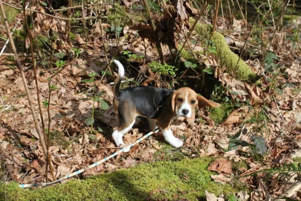 Beagle Facts tweet media