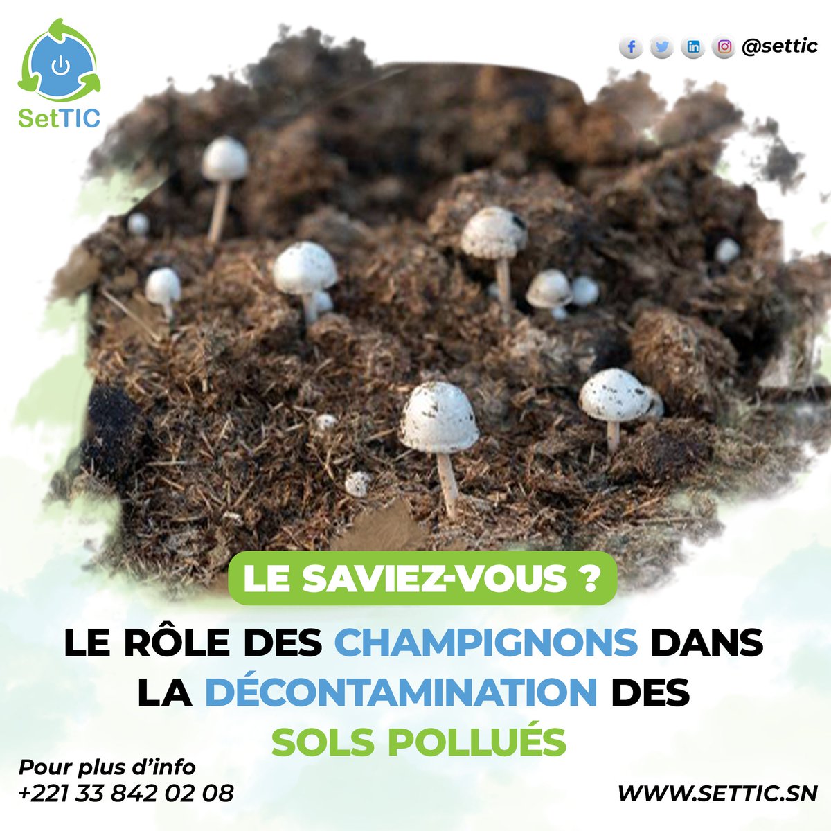 settic_sn's tweet photo. Les champignons sont des alliés puissants dans la décontamination des sols. Ce processus, appelé « mycoremédiation », permet aux champignons de décomposer les polluants organiques et chimiques. https://t.co/Nu74mv6gCR