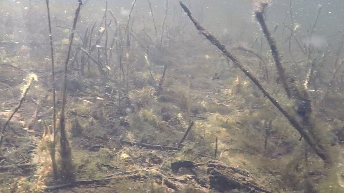 TK42138's tweet photo. Dusted off my old Go Pro 3 camera and checked out our local lake yesterday. (Ferry Lagoon) No fish seen but huge swarms of daphnia which will benefit the local fish and other aquatic life. Really need to build an R.O.V as this lake is 40 feet deep with some big fish. #GoPro3 https://t.co/Yu8byEDbBP