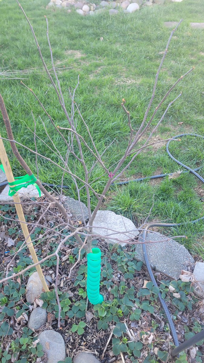 My Redbud has exactly one red bud