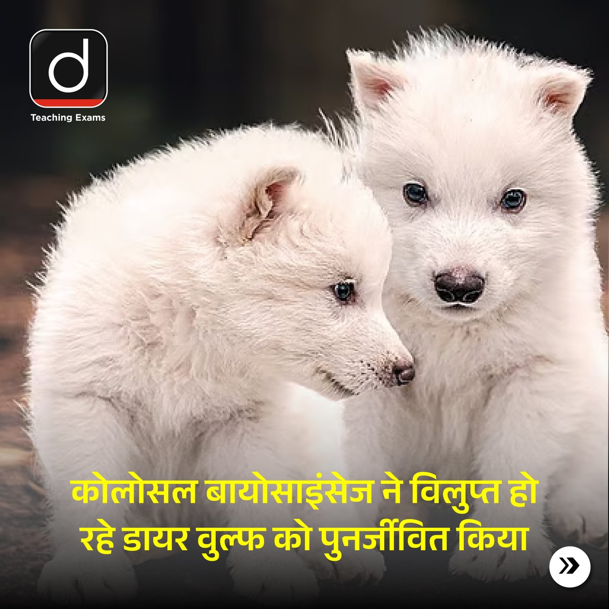 Drishtiteaching's tweet image. कोलोसल बायोसाइंसेज ने CRISPR तकनीक से 10,000 साल पहले विलुप्त हो चुके डायर वुल्फ की वापसी कर दी है।
.
#CRISPRTechnology #ColossalBiosciences #GeneticRevival #DeExtinction #DyerWolfReturns #ScienceAndWildlife #CurrentNews #DrishtiTeachingExams