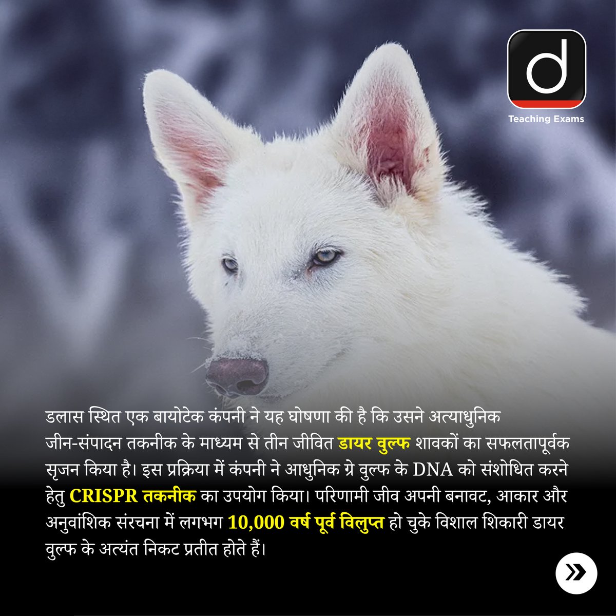 Drishtiteaching's tweet image. कोलोसल बायोसाइंसेज ने CRISPR तकनीक से 10,000 साल पहले विलुप्त हो चुके डायर वुल्फ की वापसी कर दी है।
.
#CRISPRTechnology #ColossalBiosciences #GeneticRevival #DeExtinction #DyerWolfReturns #ScienceAndWildlife #CurrentNews #DrishtiTeachingExams