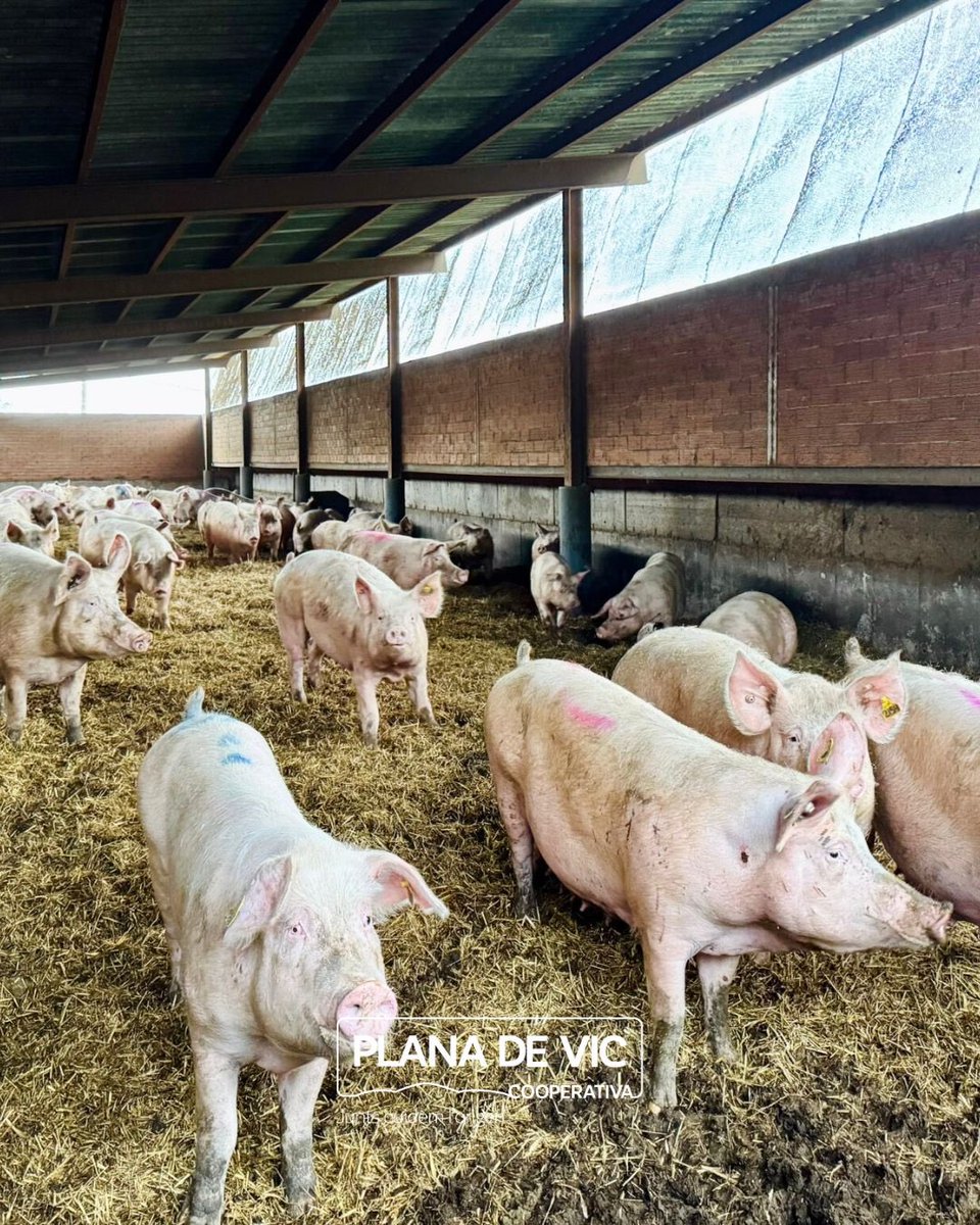 🔸 Coneix l'Agropecuària Can Barrina! 

A la #Cooperativa La Plana de Vic volem presentar-vos un dels nostres socis més antics: l'Agropecuària Can Barrina! 🐄🐖 Situats a Santa Cecília de Voltregà, aquesta explotació mixta es dedica tant a la llet de vaca com als porcins.