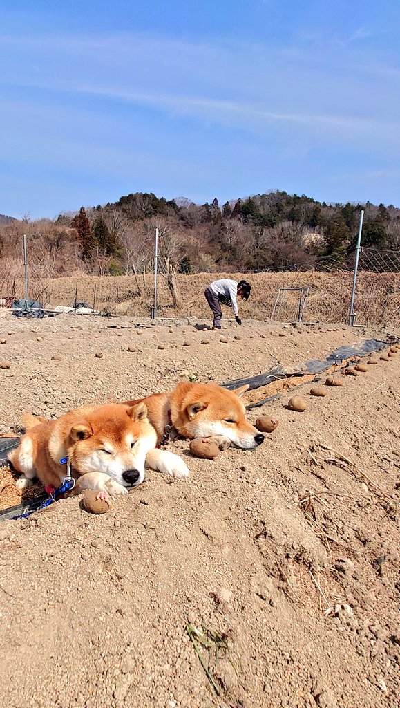 そこでウトウトすると、種芋と一緒に植えられっぞ…