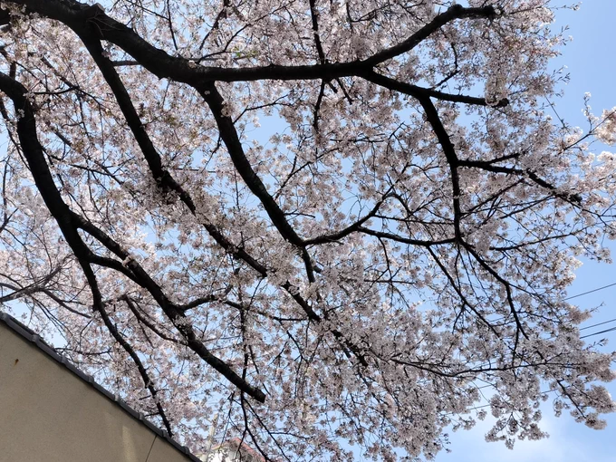 桜は満開でした 地面に落ちてるのもキレイやね。
