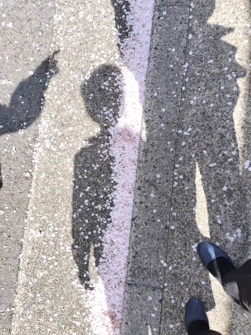 桜は満開でした 地面に落ちてるのもキレイやね。