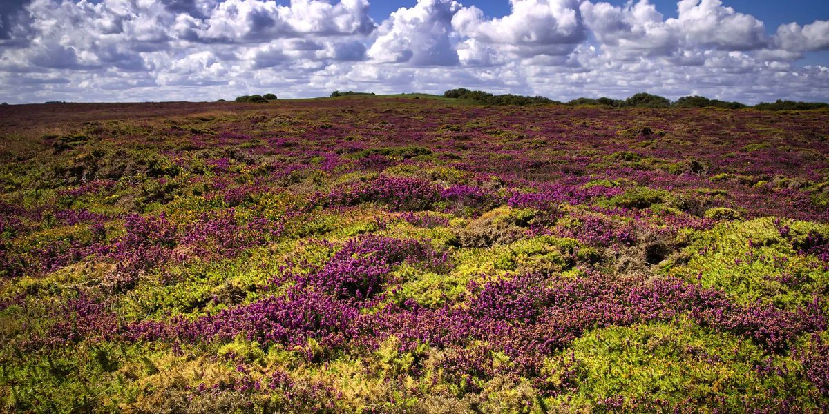 LIFE IP Peatlands and People (@peatlandslifeip) on Twitter photo 📢 Exciting update! The <a href="/EPAIreland/">EPA Ireland</a> funded #CO2PEAT project introduces its ‘miniRECgap’ R-Package research!📉Designed for simple gap-filling of missing Eddy covariance #CO2 flux measurements: peatlandsandpeople.ie/news/exciting-… 📢 Exciting update! The <a href="/EPAIreland/">EPA Ireland</a> funded #CO2PEAT project introduces its ‘miniRECgap’ R-Package research!📉Designed for simple gap-filling of missing Eddy covariance #CO2 flux measurements: peatlandsandpeople.ie/news/exciting-…
