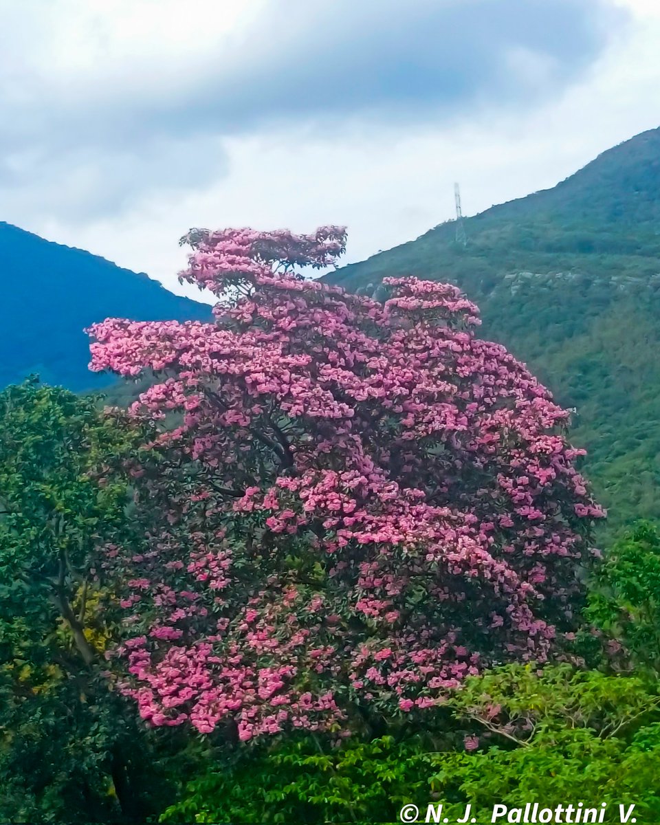 NJPallottiniV's tweet photo. Apamate.
San Antonio - Venezuela.
#apamate #photograghy #NaturePhotography #love #POSTAL #Tachira #Venezuela https://t.co/YfnxagWUP0