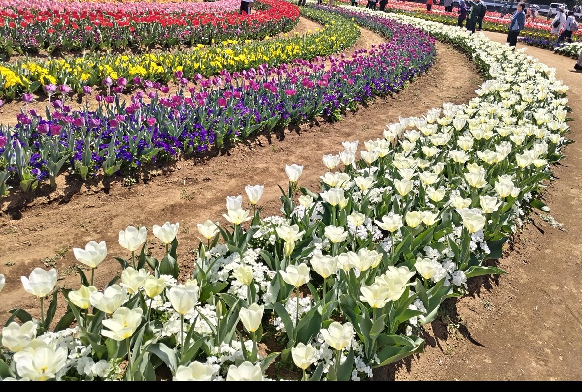 チューリップに心満たされる🌷
ビオラの甘い香りも✨