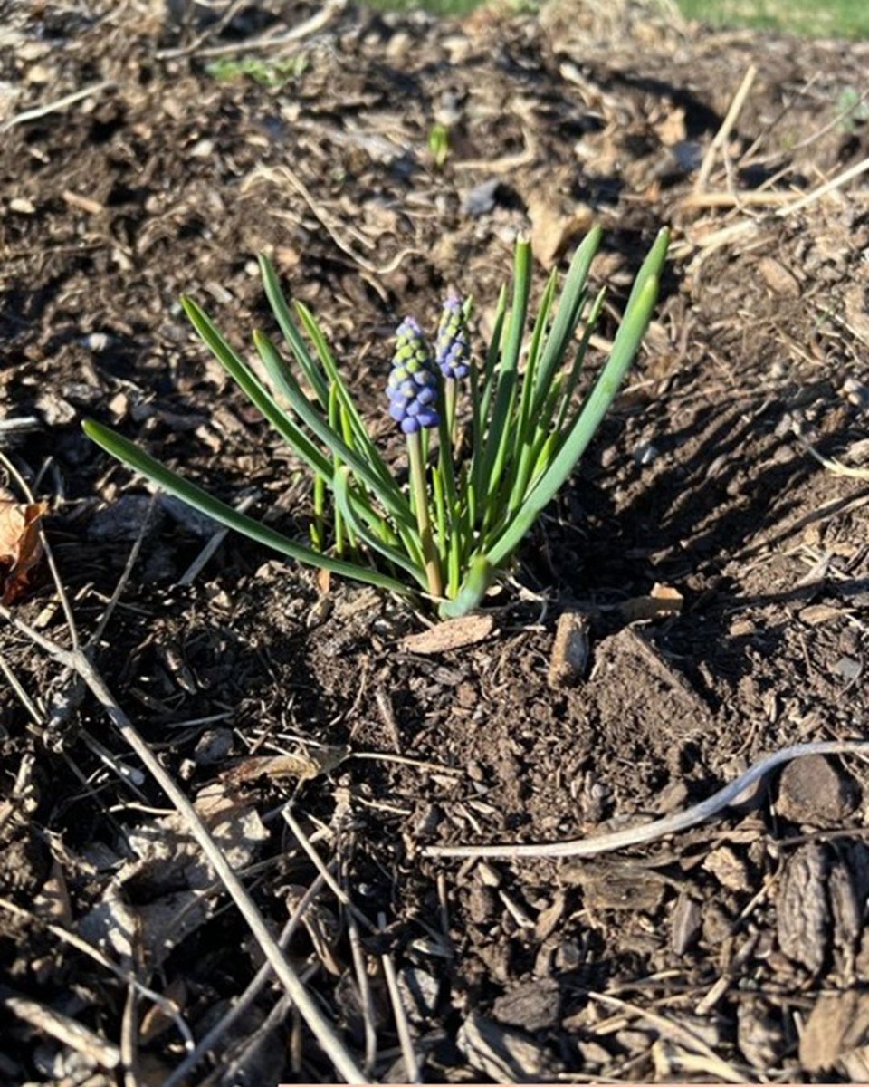 Weed of the Month - Grape Hyacinth  

Grape hyacinth may be a popular garden plant for its colorful blooms in early spring. However, this perennial plant can become invasive if not managed. This plant can even be considered a weed in wheat and soybean production.