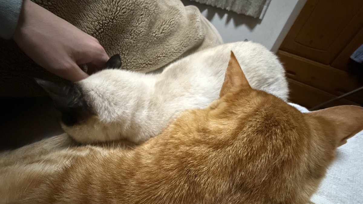 NobunagaSato's tweet photo. 猫と寝るということ
①枕は猫様優先なのでその下で縮こまって寝ます。
②求められたら腕枕をします。
③モゾモゾ動き出したら布団の中に入れろの合図です。
④夜中のトイレは監視付きです。 https://t.co/1VCHeoBGWL