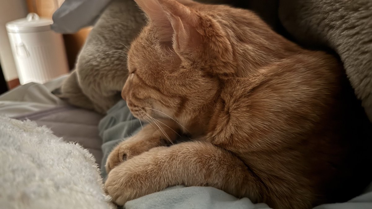 NobunagaSato's tweet photo. 猫と寝るということ
①枕は猫様優先なのでその下で縮こまって寝ます。
②求められたら腕枕をします。
③モゾモゾ動き出したら布団の中に入れろの合図です。
④夜中のトイレは監視付きです。 https://t.co/1VCHeoBGWL