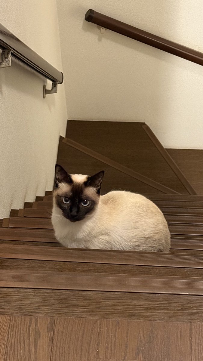 NobunagaSato's tweet photo. 猫と寝るということ
①枕は猫様優先なのでその下で縮こまって寝ます。
②求められたら腕枕をします。
③モゾモゾ動き出したら布団の中に入れろの合図です。
④夜中のトイレは監視付きです。 https://t.co/1VCHeoBGWL