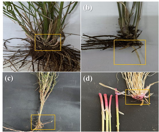 ExFuMo1's tweet image. 📢How Recurrent Droughts Impact Grassland Clonal Demographic Traits
▶️1url.cz/XJtTZ
#Plant perennating organs that produce new shoots, store #carbohydrates, and enable plants to recover after #stress, are critical for grassland survival
#GoBelowground #ExFuMO @IBOTCZ