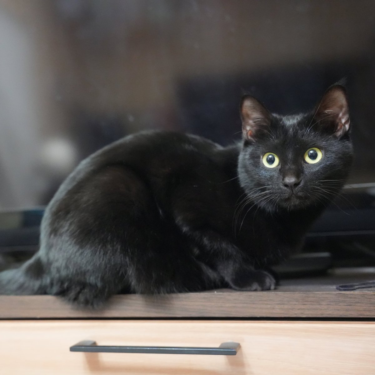 丸くてなめらか。
#猫 #黒猫 https://t.co/clqrJCCLcl