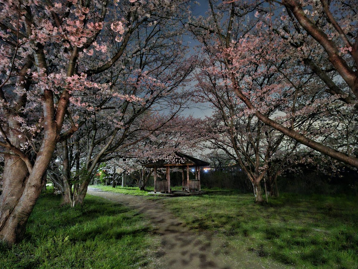 marrmk's tweet photo. 毎年、桜が咲いたら撮る場所

朝の通勤時は、年配の方が望遠レンズで小屋の前で撮影していたので、今���はこの場所で撮れなかったな…と思ってましたが、残業退勤時にいい感じで撮れたので良し(笑) https://t.co/sPMwk0pSmA