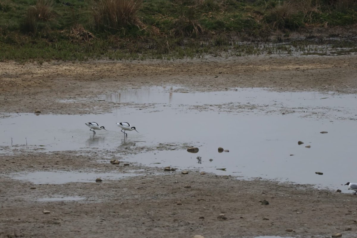 Carlton Marsh <a href="/Barnsleybsg/">Barnsley Birders</a> 4 Snipe &amp; 2 Acocets at 10.00hrs (John Finch)
