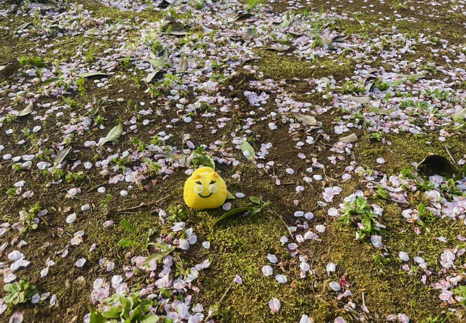 桜見納め 