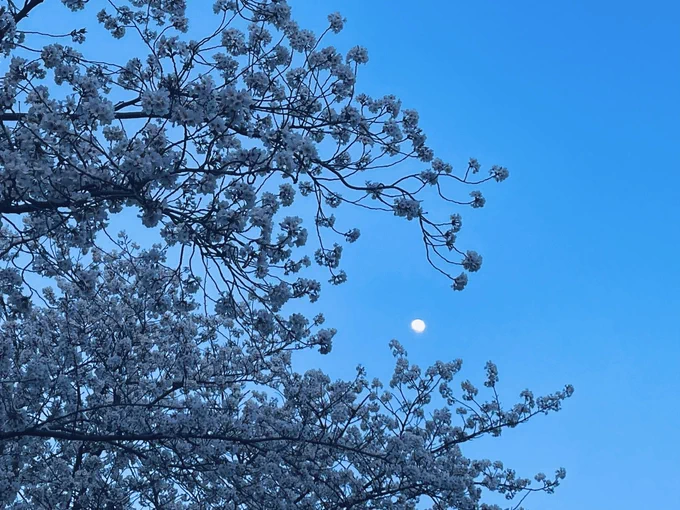 桜見納め 