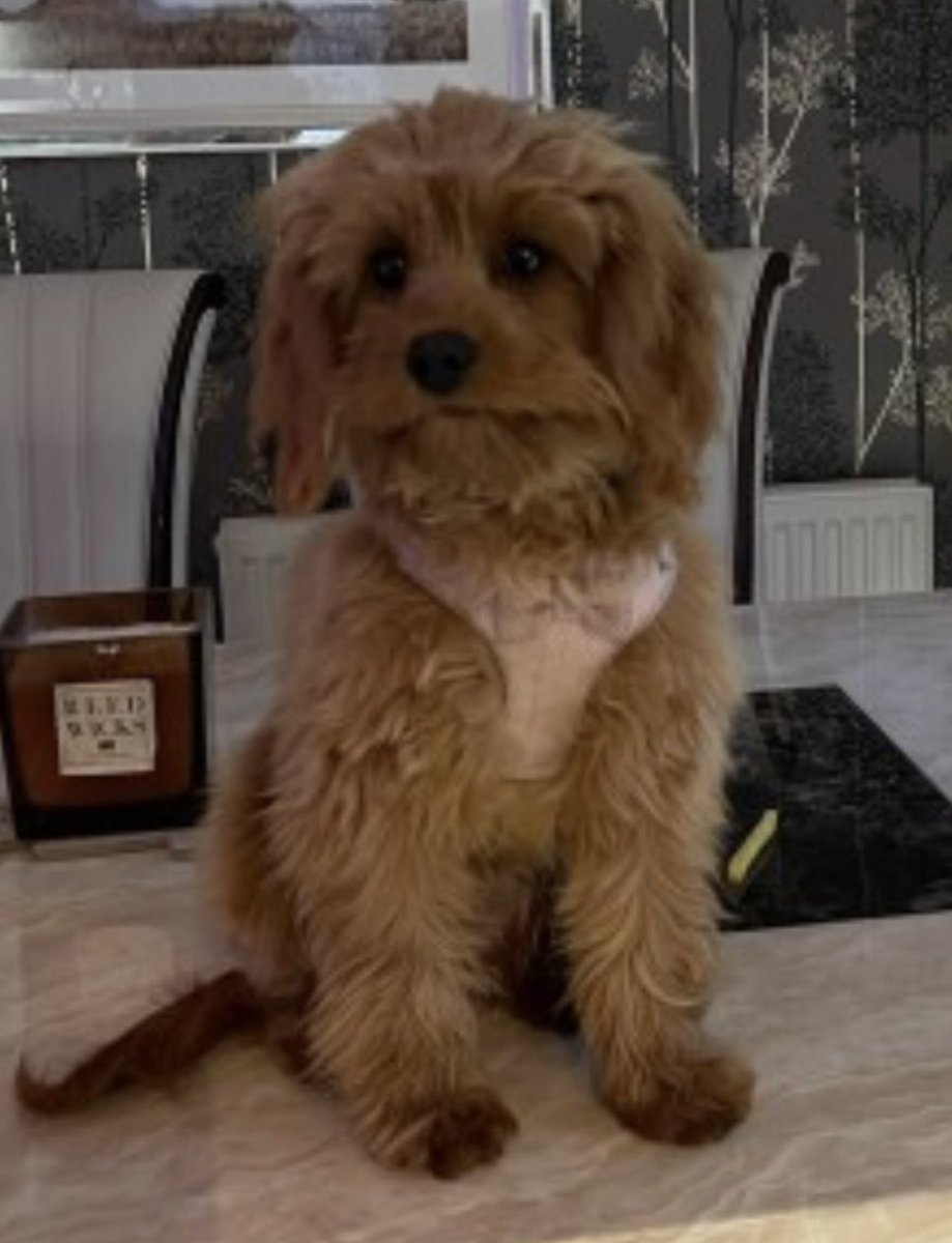 rosieDoc2's tweet photo. #SpanielHour
Little BELLA was only 7 months old when she went missing
Female #Cavapoo Red /burnt orange
HOPING SOMEONE FOUND HER AND KEEPING HER SAFE but her family are worried 25/7/24 #Daldowie waterworks SPOTTED on river walk in #Carmyle #Glasgow
https://t.co/Qkd40b93xW https://t.co/RKLPrRqE5o