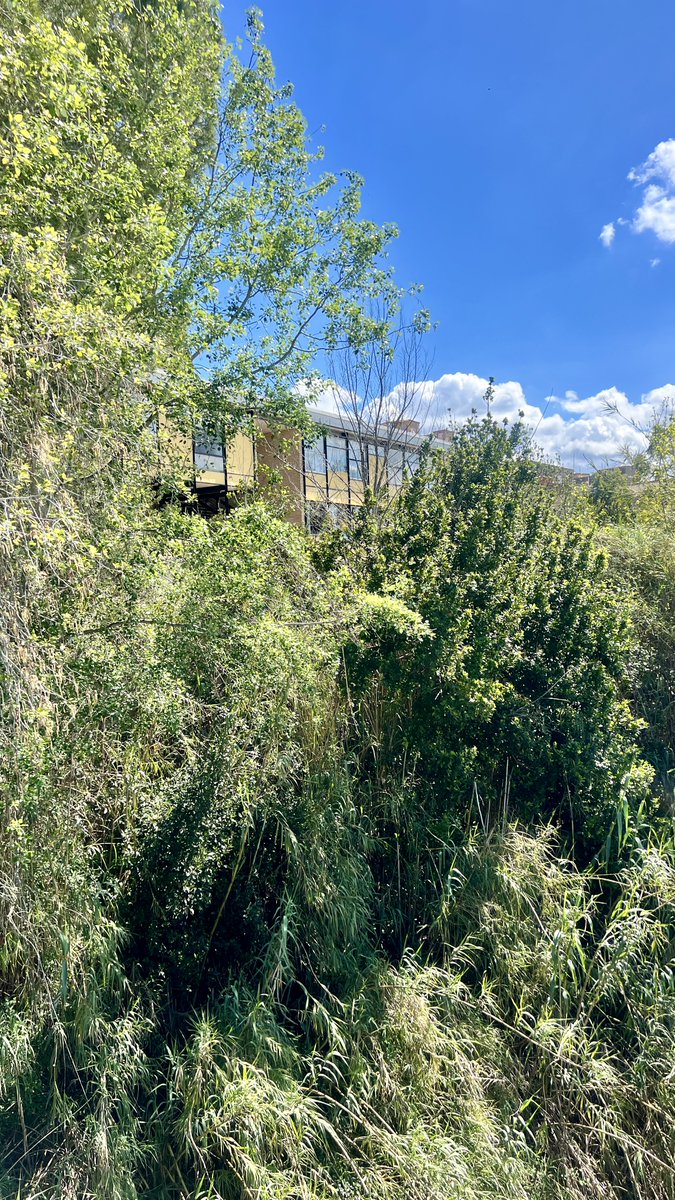 🍊Hui en #TerritoriEducatiu celebrem 50 anys de l’Escola <a href="/FPsafor/">FP la Safor</a>, nascuda del moviment de les Escoles Agrícoles Comarcals.🧑‍🌾

Un projecte pedagògic i cooperatiu referent que continua sembrant esperit crític i compromís amb el territori.🍀

👉 territorieducatiu.ucev.coop/escola-la-safor