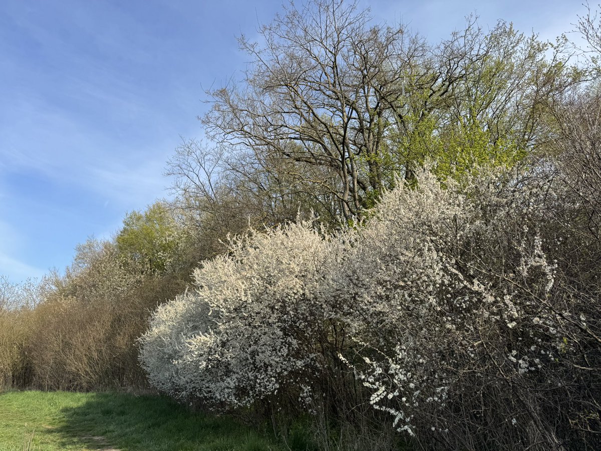 Blackthorn is in full bloom. Schlehen stehen zurzeit in voller Blüte.