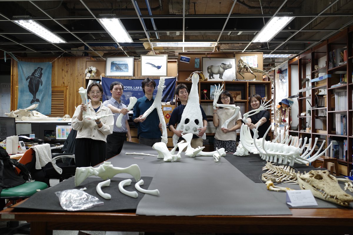 Happy #WowWednesday! The fully reconstructed Toyotamaphimeia taiwanicus - a 7 m long crocodile from the Pleistocene of Taiwan - is on the way! Stay tuned for more of our paleo progress.