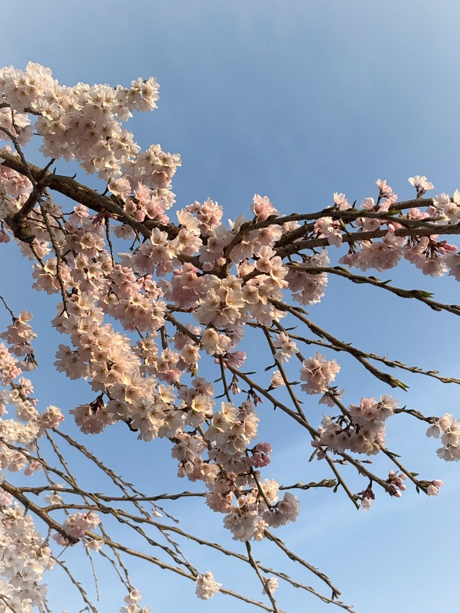 信州牛とご飯(大盛り)と枝垂れ桜🥰
近所の枝垂れ桜がようやく咲き始めました🌸
今年も結局花より団子で…🤣