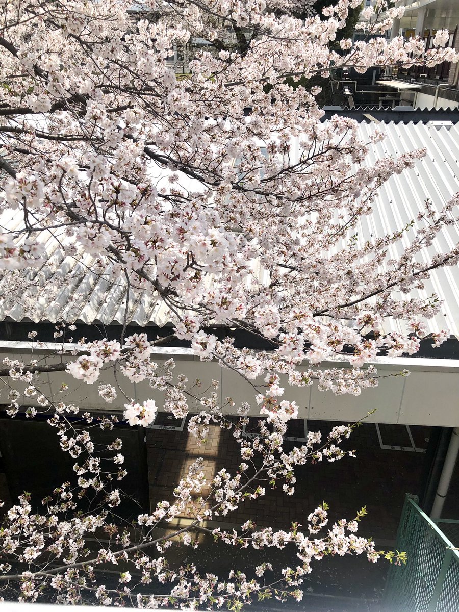 arasio4's tweet photo. 横浜　弥生台駅
桜に囲まれて🚃が入ってくる度に桜吹雪がおきます。 https://t.co/9BvwJPeuzX