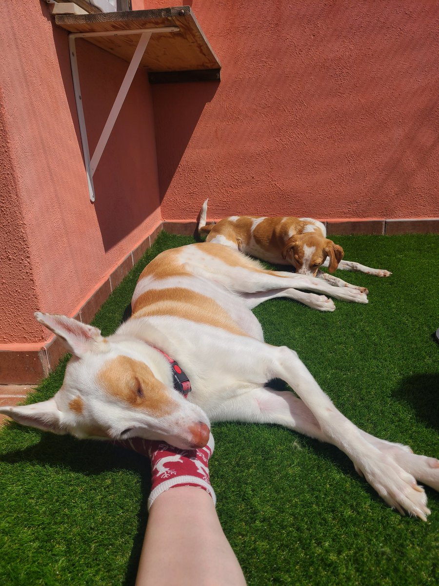 Que vida más perra