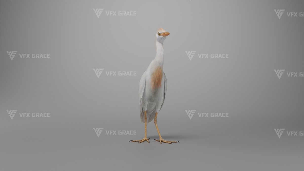 VfxGrace's tweet image. 3D Model | Cattle Egret🕊️
This elegant Cattle Egret features rich details, natural feathers, , and lifelike posture.
🛒link: vfxgrace.com/product/cattle…
Feel free to comment and let me know what animal you'd like to see next—we’re constantly updating! 👀
#3DModel #BlenderModel #3DArt