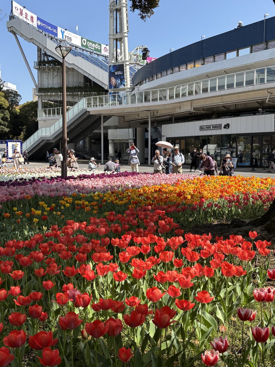 korokoro_yutai's tweet photo. 妻は みなとみらい🌸〜山下公園🌷を散策した後に横浜の 石塀小路豆ちゃ でランチしたとのこと🥢
天ぷらが美味かったってさ🍤
#DDHD
#株主優待
#横浜スタジアム🏟️ https://t.co/Pe8v32xOzX