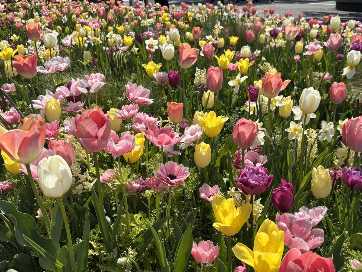 korokoro_yutai's tweet photo. 妻は みなとみらい🌸〜山下公園🌷を散策した後に横浜の 石塀小路豆ちゃ でランチしたとのこと🥢
天ぷらが美味かったってさ🍤
#DDHD
#株主優待
#横浜スタジアム🏟️ https://t.co/Pe8v32xOzX